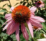 Echinacea crop